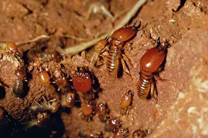 Repairing: Termites - repairing open gallery with wet mud