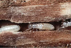 Termite: TERMITES IN TREE