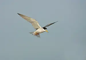 Antillarum: Least Tern