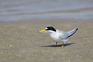Antillarum: Least Tern