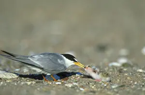 Terns: Least Tern