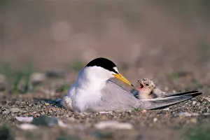 Terns: Least tern