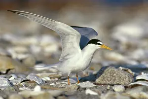 Terns: Least Tern