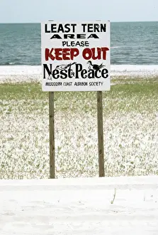 Antillarum: Least Tern area - & sign