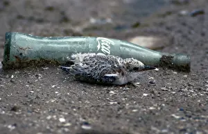 Sternula: Least Tern Chick with Litter