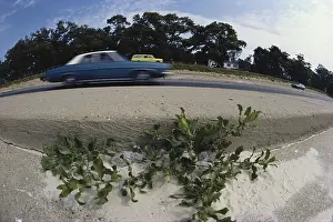 Encroachment: Least Tern Chicks