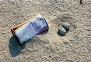 Sternula: Least Tern Eggs with Litter