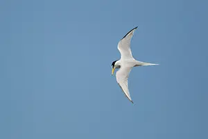 Antillarum: Least Tern - in flight hunting for fish