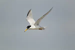 Antillarum: Least Tern - in flight hunting for fish