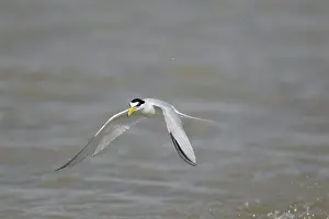 Antillarum: Least Tern - in flight hunting for fish