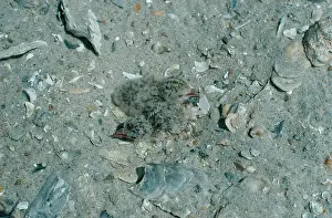 Terns: Least Tern Nest with Chicks