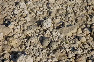 Antillarum: Least Tern nest with eggs