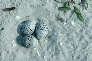 Terns: Least Tern Nest with Eggs