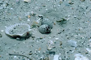 Terns: Least Tern Nest with Eggs