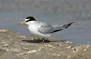 Antillarum: Least Tern (Sterna antillarum)