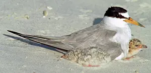 Terns: Least Terns