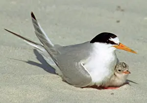 Terns: Least Terns