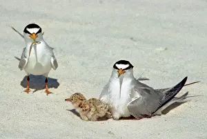 Terns: Least Terns