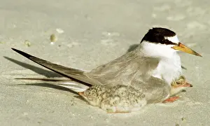 Terns: Least Terns