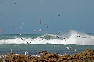 Mixture: Terns (mixture of species) flying over roosting