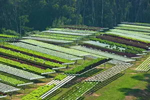 Terraced: Terraced fields of macrobiotic farm, Pomona
