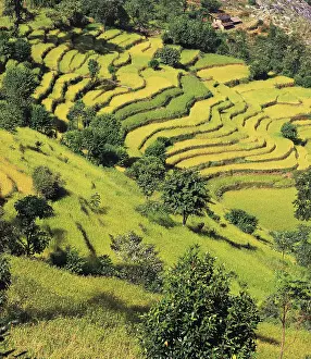 Isolation: Terraced fields of rice and barley step down a hillside