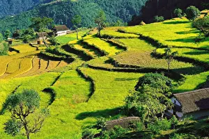Isolation: Terraced fields of rice step down a hillside near