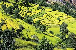 Isolation: Terraced fields of rice step down a hillside near