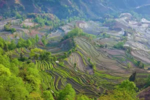 Terraced: Terraced rice fields, Yuanyang, China