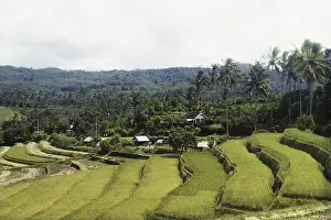 Terraced: Terraced Rice Paddy, Bali, Indonesia