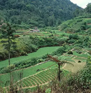 Cameron: Terraced vegetable farmland