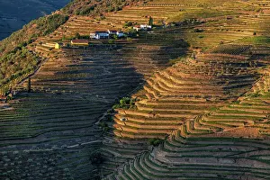 Wine: Terraced vineyards in the Douro Valley of Portugal