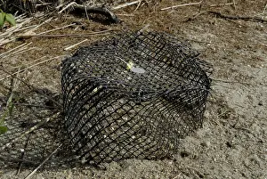 Zoological: Terrapin Conservation