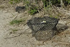 Zoological: Terrapin Conservation