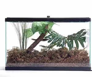 Tank: Terrarium with Chameleon