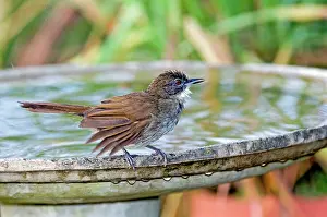 Baths: Terrestrial Brownbul - at birdbath - found from