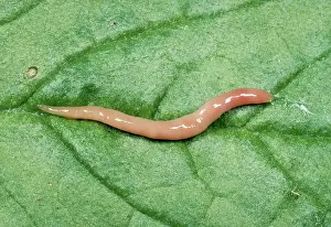 Flatworm: Terrestrial Flatworm