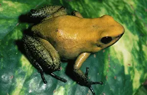 Arrow: Terrible Poison Dart Frog