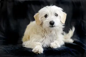 Lays: Terrier cross breed, 1 year