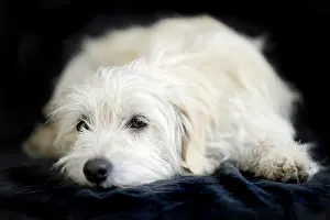 Lays: Terrier cross breed, 1 year