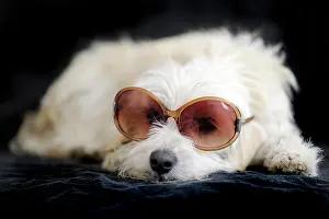 Sunglasses: Terrier cross breed, 1 year, wearing sunglasses