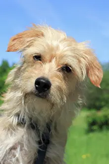 Crossbreed: Terrier Dachshund crossbreed, male dog, 1 year old