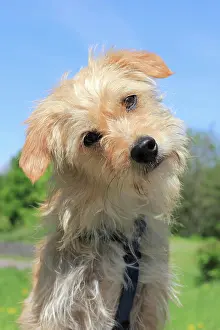 Crossbreed: Terrier Dachshund crossbreed, male dog, 1 year old