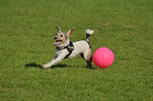 Balls: Terrier eager to play with his pink coloured ball
