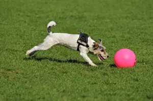 Balls: Terrier sprinting after his pink ball