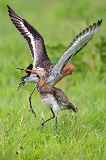 Attack: Territory fight, black-tailed godwit (limosa limosa)