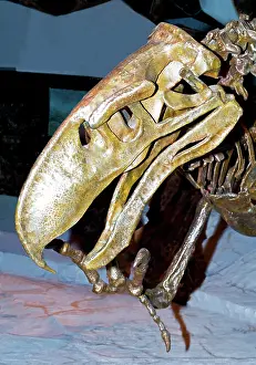 Terror: Terror Bird Fossil