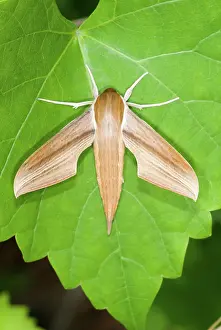 Carolina: Tersa Sphinx Moth (Xylophanes tersa)