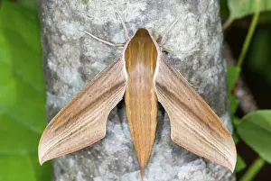 Carolina: Tersa Sphinx Moth (Xylophanes tersa)