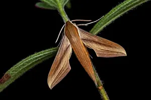 Stems: Tersa Sphinx (Xylophanes tersa) on a stem, Montagne